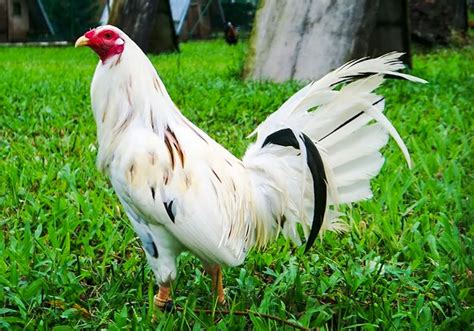 BANGKAS NA MANOK,SUPER GANDA,BACKYARD ULIKBA.